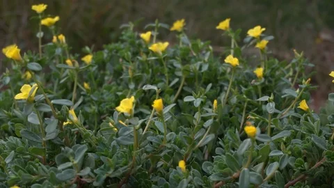 Portulaca in the garden with pan camera.  Stock Footage 123961555