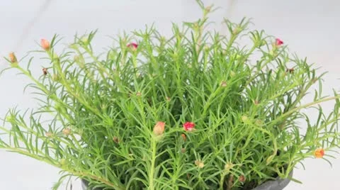Portulaca grandiflora Video stock 11218974