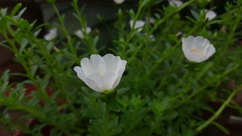 Portulaca grandiflora. Stock Footage 140161335