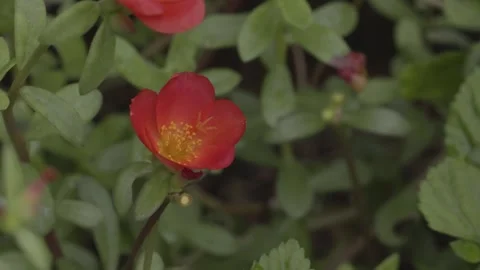 Portulaca grandiflora pollinating Video stock 219687359
