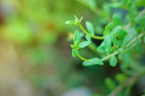Portulaca oleracea (common purslane, also known as verdolaga, pigweed, little Stock Photos
