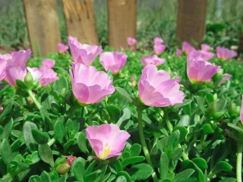 Portulaca oleracea flower Foto stock