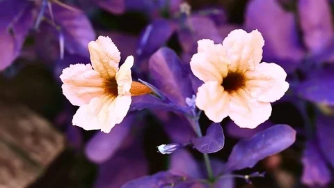 Portulaca oleracea Stock Footage 77492803