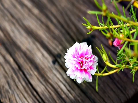Portulaca oleracea Stock Footage