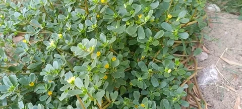 Portulaca oleracea. Stock Footage 290773469