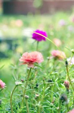Portulaca oleracea Stock Photos