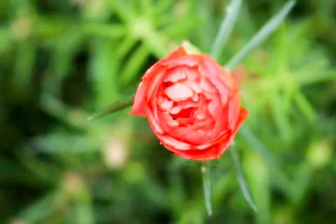 Portulaca oleracea Stock Photos
