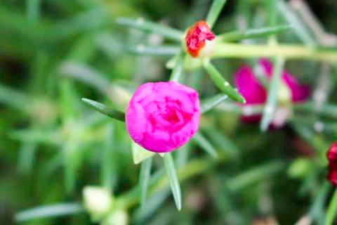Portulaca oleracea Foto stock