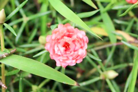 Portulaca oleracea Stock Photos