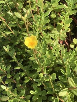 Portulaca Oleracea 写真素材