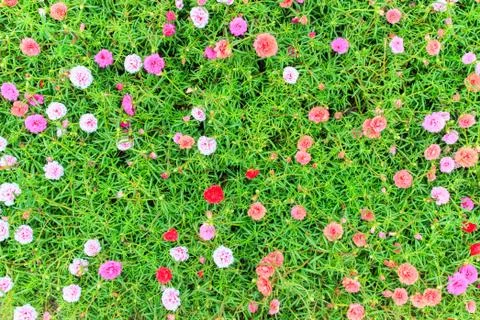 Portulaca Stock Photos