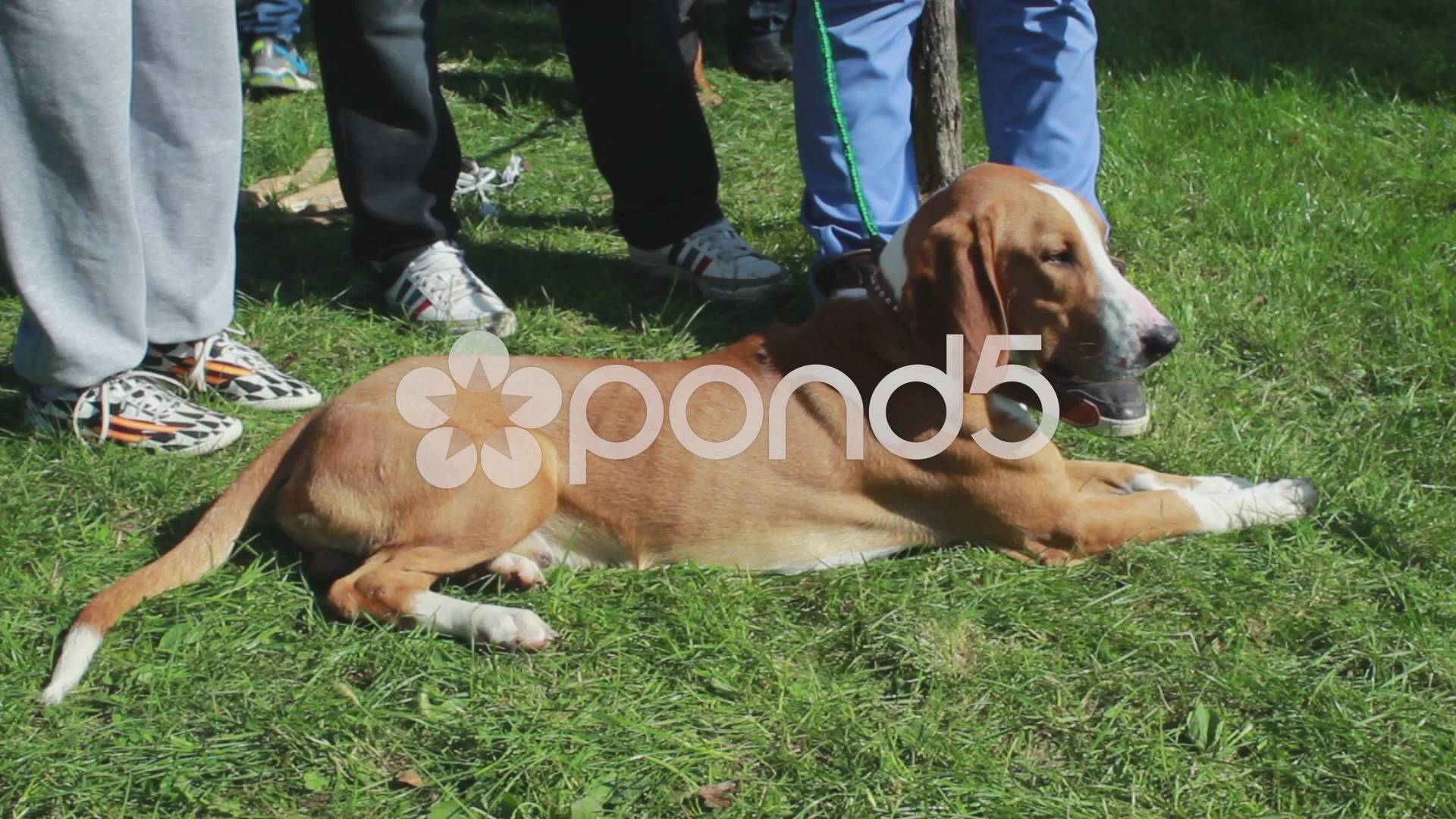 Posavac Hound Lying On The Green Grass At The International Dog Show Video 45564015
