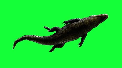 Pose of Alligator animation on green screen. Stock Footage 288184786