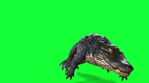 Alligator Green Screen Stock Videos – Royalty-Free HD & 4K Videos | Pond5