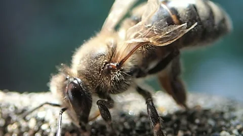 Pose of bee Stock Footage 90009009