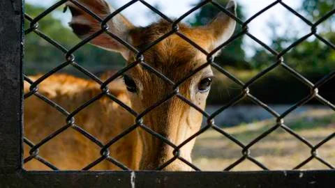 Pose behind the Net Foto stock
