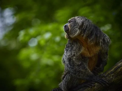 Pose monkey white-faced saki in nature Stock Photos