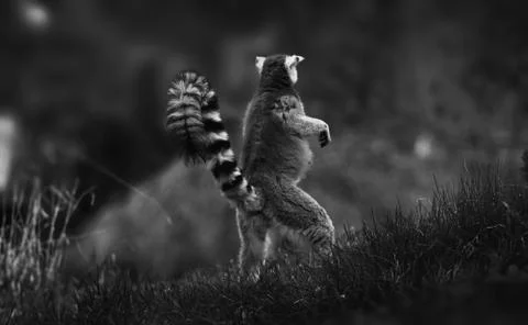 Pose Ring-tailed lemur, monkey lemur catta Stock Photos