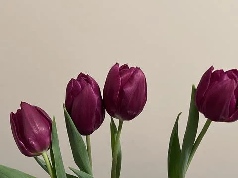 Pose Tulips Stock Photos