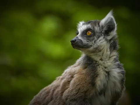 Pose young monkey lemur - catta lemur on green background Stock Photos