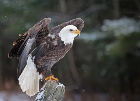 Posed Bald Eagle Stock Photos