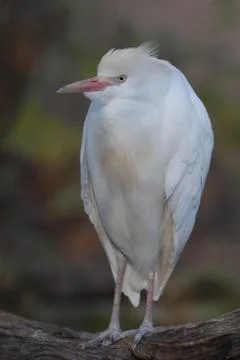 Posed Egret Stock Photos