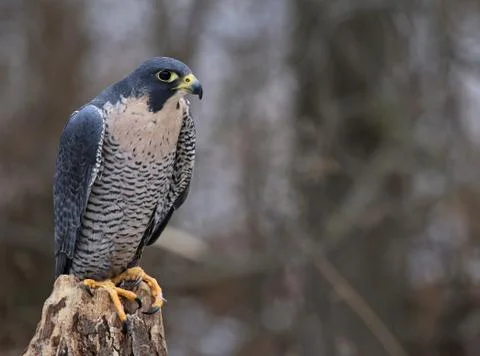 Posed Peregrine Falcon Stock Photos