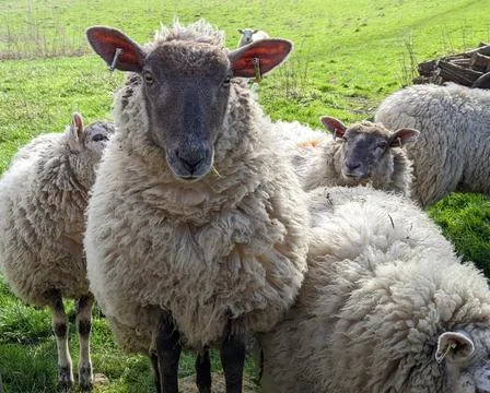 Poser sheep 库存照片