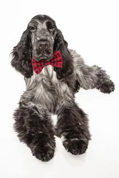 Posh cocker spaniel Stock-Fotos