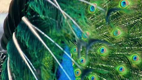 Posh Peacock Stock Footage 235870765