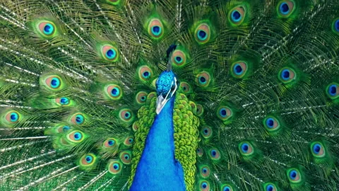 Posh Peacock Shaking Stock Footage 235872555