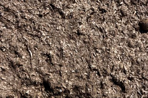 Posidonia texture Stock Photos