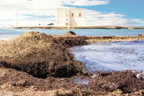 Posidose algae piled up on the beach Stock Photos