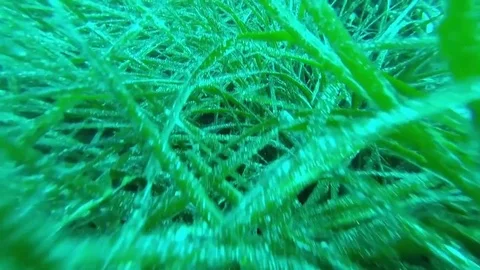 Posiedonia weed 스톡 동영상 77156633