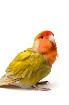 Posing agapornis Stock Photos