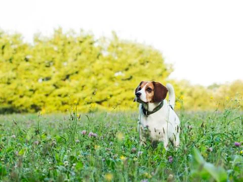 Posing beagle Stock-Fotos