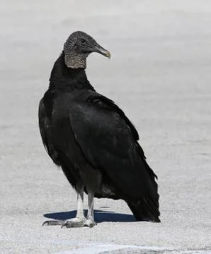 Posing Black Vulture Stock Photos
