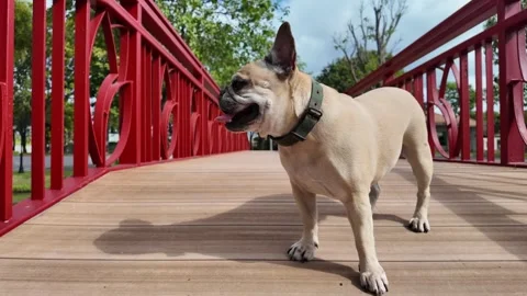 Posing Bulldog on Bridge Stockbeeldmateriaal 323584862