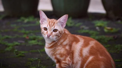 A posing cat Stock Footage 301277652