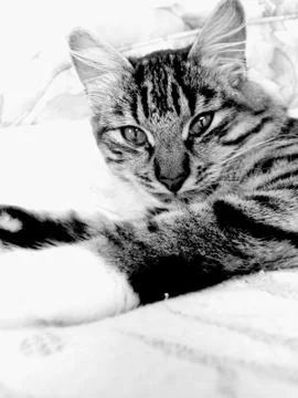 Posing Cat Stock Photos