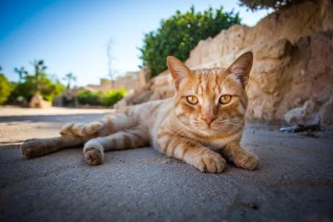 Posing cat Stock Photos