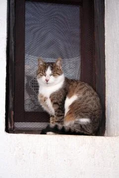 Posing cat Stock Photos