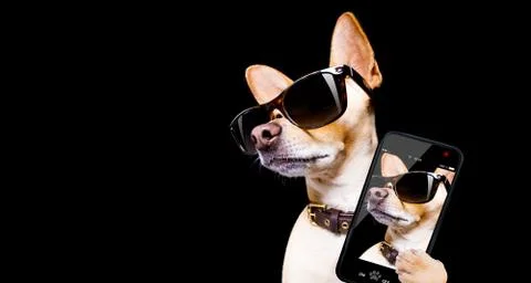 Posing dog with sunglasses Stock Photos