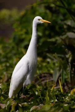 Posing Eastern Egret Stock Photos