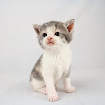 Posing kitten Foto stock