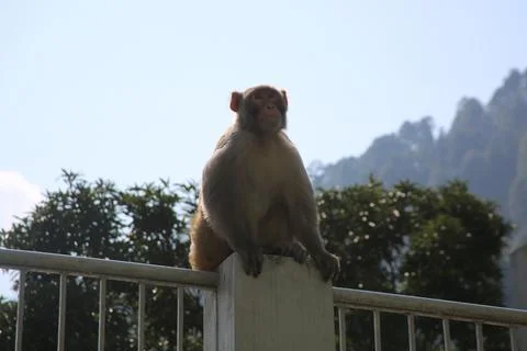 Posing Monkey Foto stock