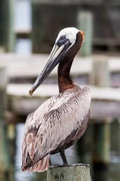 Posing Pelican Stock Photos