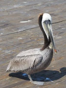 Posing pelican Stock Photos
