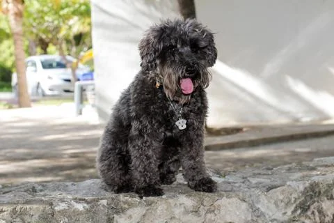 Posing pet Stock Photos