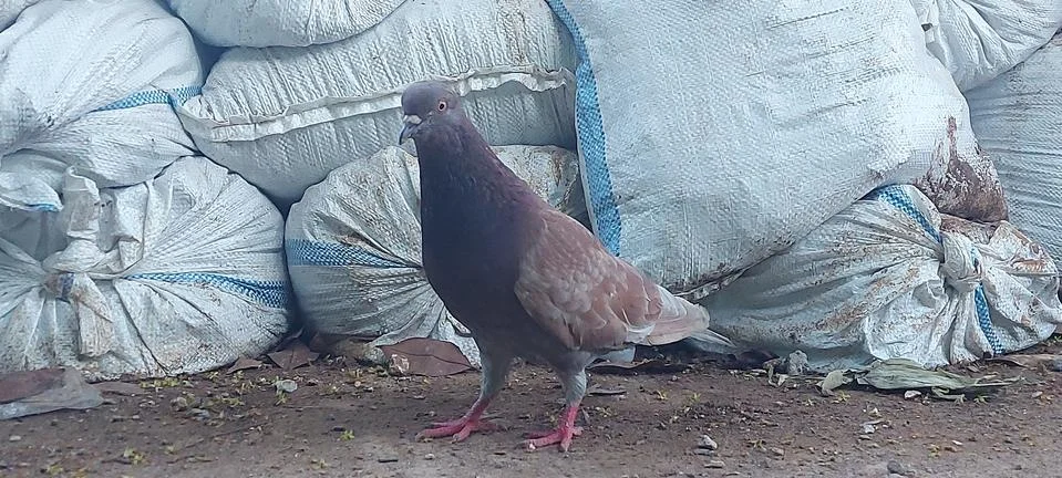 Posing pigeons from Java Indonesia Stock Photos